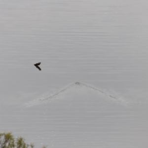 Ornithorhynchus anatinus at Whitlam, ACT - 6 Aug 2023