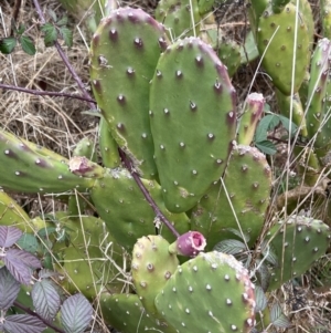 Opuntia sp. at Denman Prospect, ACT - 6 Aug 2023 09:21 AM