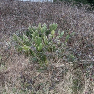 Opuntia sp. at Denman Prospect, ACT - 6 Aug 2023 09:21 AM