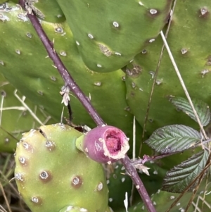 Opuntia sp. at Denman Prospect, ACT - 6 Aug 2023 09:21 AM