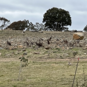 Macropus giganteus at Whitlam, ACT - 6 Aug 2023