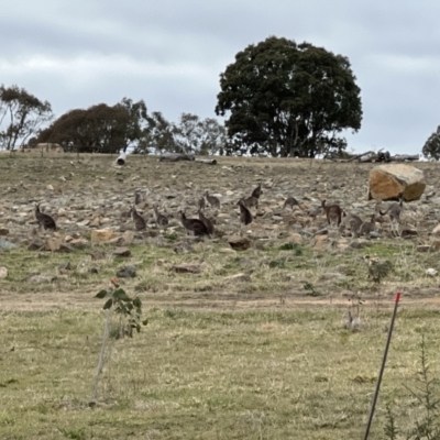 Macropus giganteus (Eastern Grey Kangaroo) at Whitlam, ACT - 5 Aug 2023 by JimL