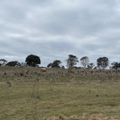 Macropus giganteus at Whitlam, ACT - 6 Aug 2023