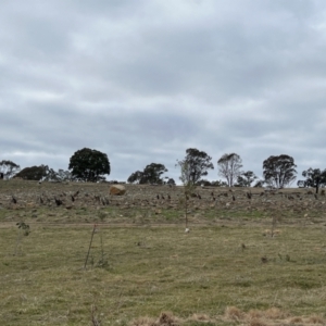 Macropus giganteus at Whitlam, ACT - 6 Aug 2023