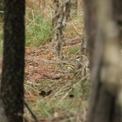 Pyrrholaemus sagittatus (Speckled Warbler) at Red Hill, ACT - 5 Aug 2023 by TomW