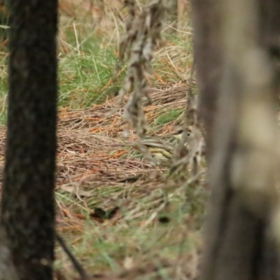 Pyrrholaemus sagittatus (Speckled Warbler) at Red Hill, ACT - 5 Aug 2023 by TomW