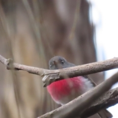 Petroica rosea at Red Hill, ACT - 6 Aug 2023 09:50 AM