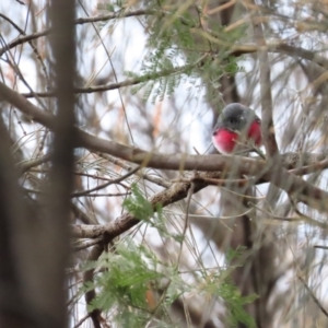 Petroica rosea at Red Hill, ACT - 6 Aug 2023 09:50 AM