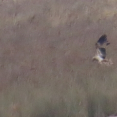 Haliastur sphenurus (Whistling Kite) at Lake George, NSW - 5 Aug 2023 by TomW