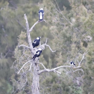 Gymnorhina tibicen (Australian Magpie) at Molonglo River Reserve - 5 Aug 2023 by JimL