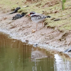 Charadrius melanops (Black-fronted Dotterel) at Whitlam, ACT - 6 Aug 2023 by JimL