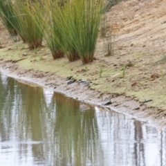 Charadrius melanops at Whitlam, ACT - 6 Aug 2023 08:34 AM