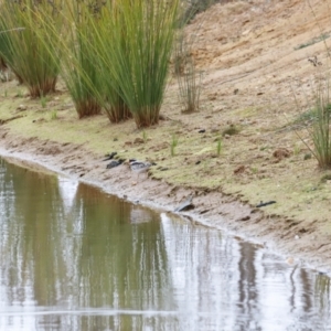 Charadrius melanops at Whitlam, ACT - 6 Aug 2023