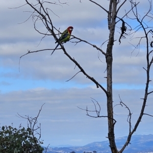 Platycercus eximius at Tuggeranong, ACT - 6 Aug 2023