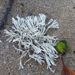 Unverified Marine Alga & Seaweed at Bargara, QLD - 19 Jul 2023 by Gaylesp8