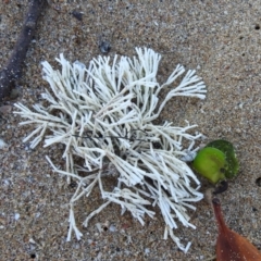 Unidentified Marine Alga & Seaweed at Bargara, QLD - 19 Jul 2023 by Gaylesp8