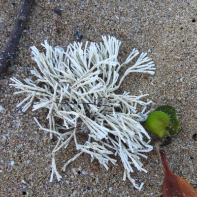 Unverified Marine Alga & Seaweed at Bargara, QLD - 19 Jul 2023 by Gaylesp8