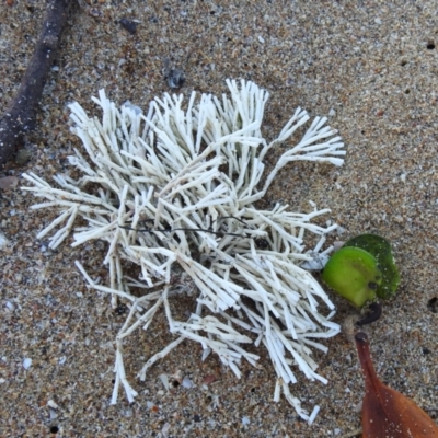 Unidentified Marine Alga & Seaweed at Bargara, QLD - 19 Jul 2023 by Gaylesp8