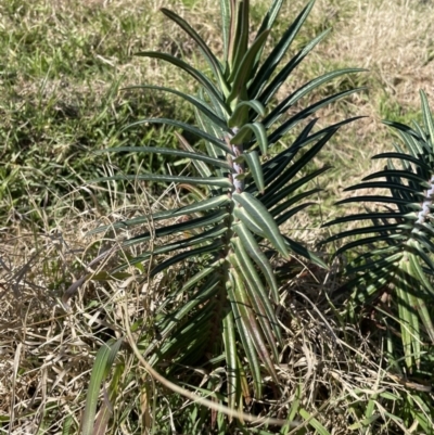 Euphorbia lathyris (Caper Spurge) at Tharwa, ACT - 6 Aug 2023 by JP95