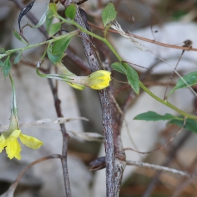 Goodenia hederacea subsp. hederacea (Ivy Goodenia, Forest Goodenia) at Chiltern, VIC - 6 Aug 2023 by KylieWaldon