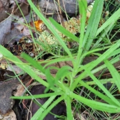 Xerochrysum viscosum (Sticky Everlasting) at Chiltern, VIC - 6 Aug 2023 by KylieWaldon