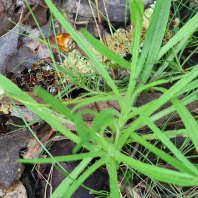 Xerochrysum viscosum (Sticky Everlasting) at Chiltern, VIC - 6 Aug 2023 by KylieWaldon