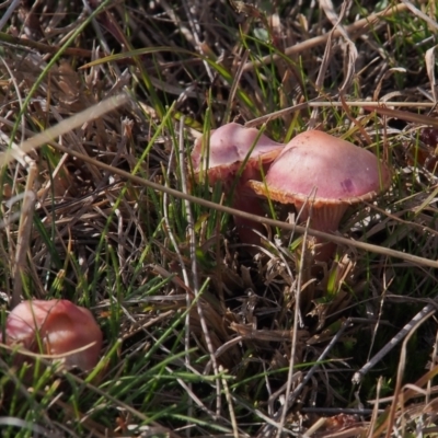 Hygrocybe sp. (Hygrocybe) at Tuggeranong, ACT - 10 Jul 2023 by BarrieR