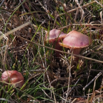 Unidentified Fungus at Tuggeranong, ACT - 10 Jul 2023 by BarrieR