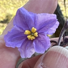 Solanum celatum at Kangaroo Valley, NSW - 6 Aug 2023 by lbradleyKV