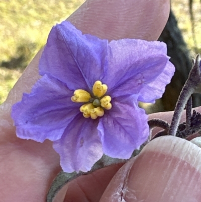 Solanum celatum at Kangaroo Valley, NSW - 6 Aug 2023 by lbradley