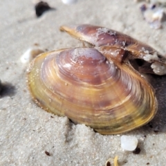 Unidentified Pipi, Clam or Oyster (Bivalvia) at Jervis Bay, JBT - 6 Aug 2023 by trevorpreston