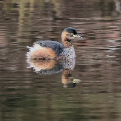 Tachybaptus novaehollandiae (Australasian Grebe) at Chiltern, VIC - 6 Aug 2023 by KylieWaldon