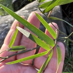 Geitonoplesium cymosum (Climbing Lily) at Kangaroo Valley, NSW - 6 Aug 2023 by lbradley