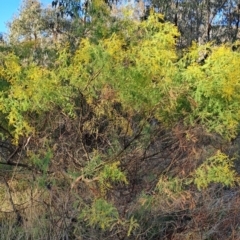 Acacia cardiophylla (Wyalong Wattle) at Kambah, ACT - 6 Aug 2023 by LPadg