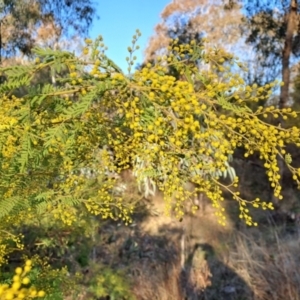 Acacia cardiophylla at Kambah, ACT - 6 Aug 2023 04:05 PM