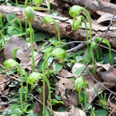 Pterostylis nutans (Nodding Greenhood) at Chiltern, VIC - 6 Aug 2023 by KylieWaldon