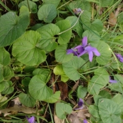 Viola odorata (Sweet Violet, Common Violet) at Upper Kangaroo River, NSW - 6 Aug 2023 by Baronia