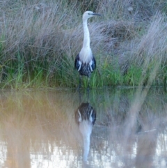 Ardea pacifica (White-necked Heron) at Yass, NSW - 6 Aug 2023 by androo