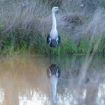 Ardea pacifica (White-necked Heron) at Yass, NSW - 6 Aug 2023 by androo