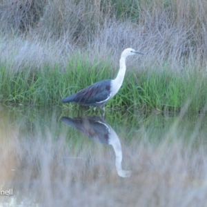 Ardea pacifica at Yass, NSW - 6 Aug 2023