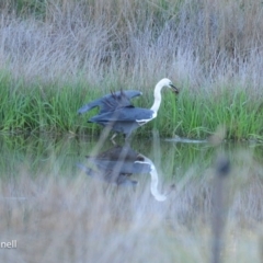 Ardea pacifica at Yass, NSW - 6 Aug 2023