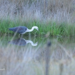 Ardea pacifica at Yass, NSW - 6 Aug 2023