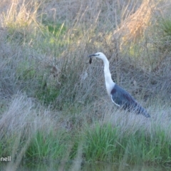 Ardea pacifica at Yass, NSW - 6 Aug 2023