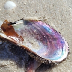 Trichomya hirsuta (Hairy Mussel) at Jervis Bay, JBT - 6 Aug 2023 by trevorpreston