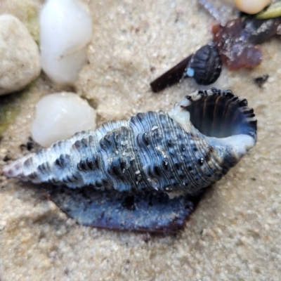 Unverified Sea Snail or Limpet (Gastropoda) at Jervis Bay, JBT - 6 Aug 2023 by trevorpreston