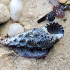 Unidentified Sea Snail or Limpet (Gastropoda) at Jervis Bay, JBT - 6 Aug 2023 by trevorpreston
