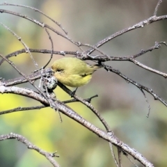 Acanthiza nana (Yellow Thornbill) at Chiltern, VIC - 6 Aug 2023 by KylieWaldon