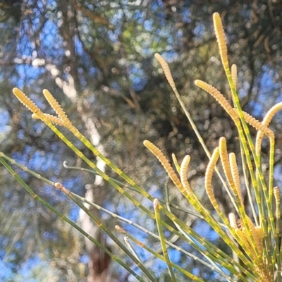 Casuarina glauca (Swamp She-oak) at Jervis Bay, JBT - 6 Aug 2023 by trevorpreston