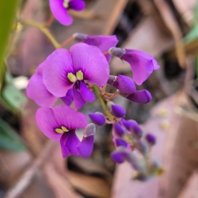 Hardenbergia violacea (False Sarsaparilla) at Jervis Bay, JBT - 6 Aug 2023 by trevorpreston