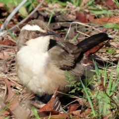 Pomatostomus superciliosus (White-browed Babbler) at Chiltern, VIC - 6 Aug 2023 by KylieWaldon